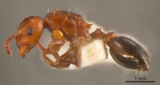 Podomyrma nitida specimen ANTWEB1008161 image antweb1008161_2