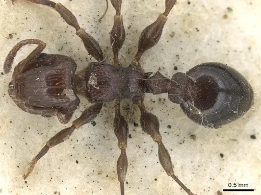 Podomyrma novemdentata specimen CASENT0906183 image casent0906183_1