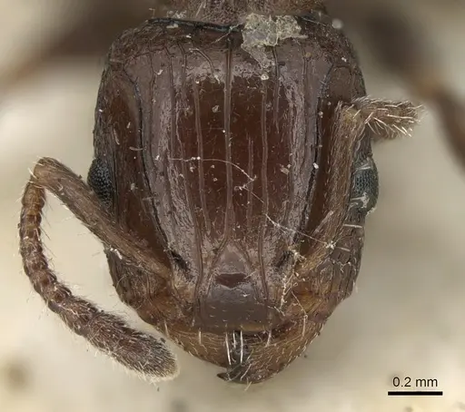 Podomyrma novemdentata specimen CASENT0906183 image casent0906183_2