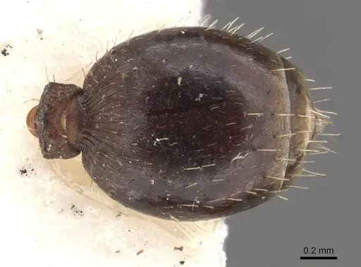 Podomyrma novemdentata specimen CASENT0908976 image casent0908976_2
