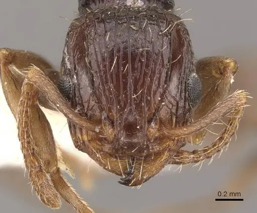 Podomyrma novemdentata specimen CASENT0908976 image casent0908976_3