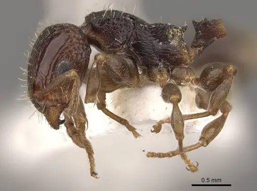 Podomyrma novemdentata specimen CASENT0908976 image casent0908976_4