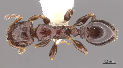 Podomyrma octodentata specimen CASENT0908977 image casent0908977_1