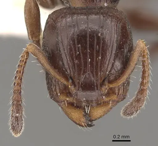 Podomyrma octodentata specimen CASENT0908977 image casent0908977_2