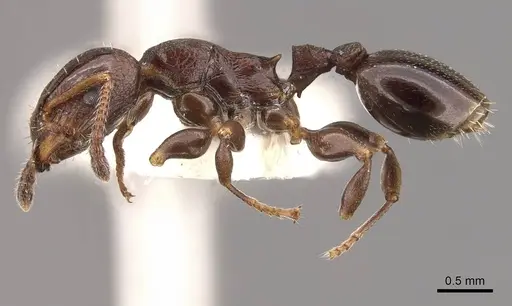 Podomyrma octodentata specimen CASENT0908977 image casent0908977_3