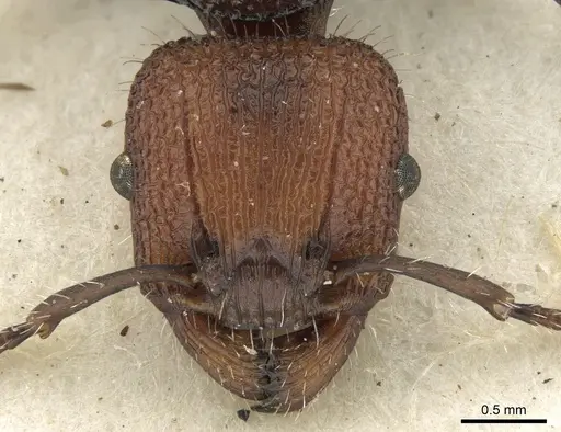 Podomyrma odae specimen CASENT0906189 image casent0906189_2