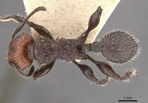 Podomyrma odae specimen CASENT0908978 image casent0908978_1
