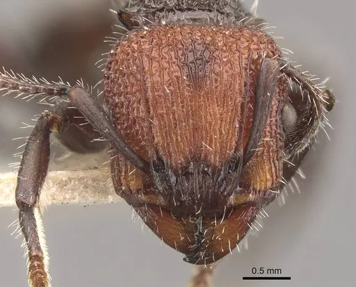 Podomyrma odae specimen CASENT0908978 image casent0908978_2
