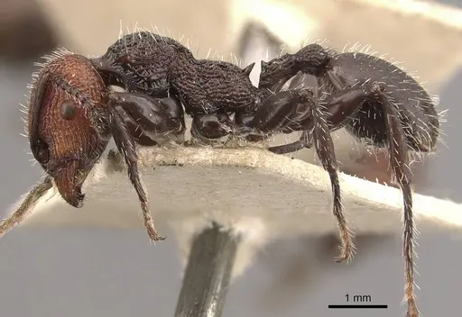 Podomyrma odae specimen CASENT0908978 image casent0908978_3