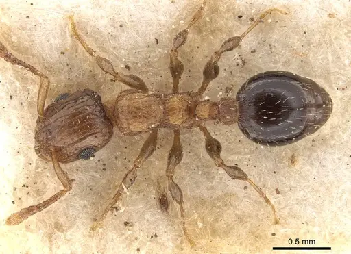 Podomyrma omniparens specimen CASENT0908962 image casent0908962_1