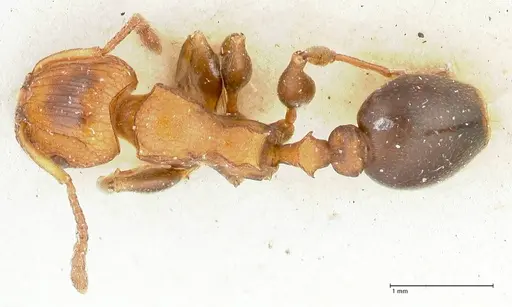 Podomyrma overbecki specimen FOCOL1984 image focol1984_1