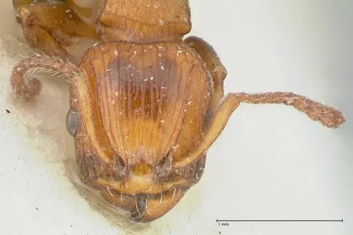 Podomyrma overbecki specimen FOCOL1984 image focol1984_2