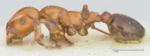 Podomyrma overbecki specimen FOCOL1984 image focol1984_3