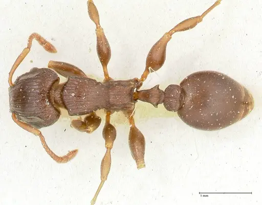 Podomyrma overbecki specimen FOCOL1985 image focol1985_1