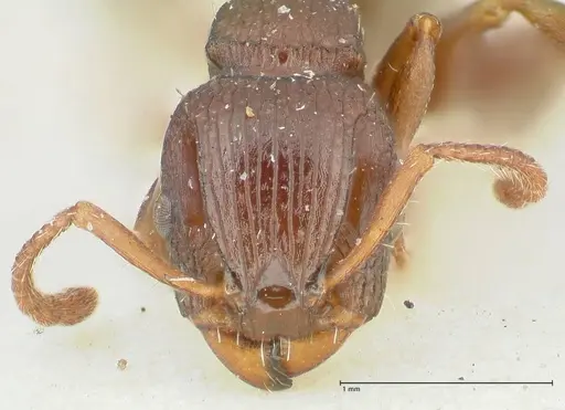 Podomyrma overbecki specimen FOCOL1985 image focol1985_2