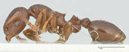 Podomyrma overbecki specimen FOCOL1985 image focol1985_3