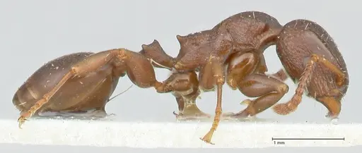 Podomyrma overbecki specimen FOCOL1985 image focol1985_4