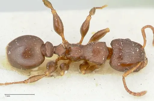 Podomyrma overbecki specimen FOCOL1986 image focol1986_1