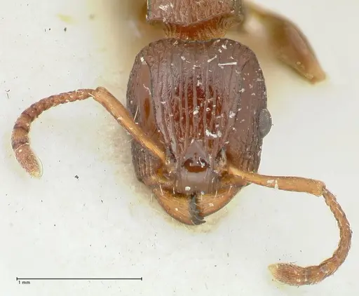 Podomyrma overbecki specimen FOCOL1986 image focol1986_2