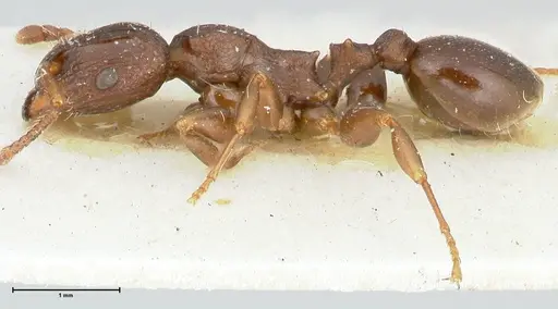 Podomyrma overbecki specimen FOCOL1986 image focol1986_3