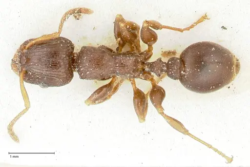 Podomyrma overbecki specimen FOCOL1987 image focol1987_1