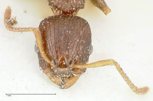 Podomyrma overbecki specimen FOCOL1987 image focol1987_2
