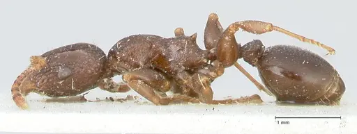 Podomyrma overbecki specimen FOCOL1987 image focol1987_3