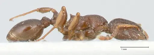 Podomyrma overbecki specimen FOCOL1987 image focol1987_4