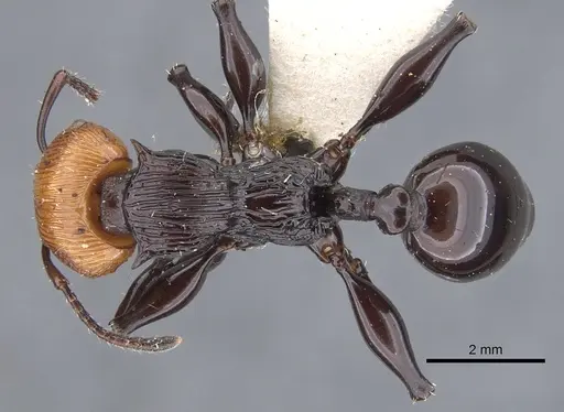 Podomyrma pulchella specimen CASENT0902005 image casent0902005_1