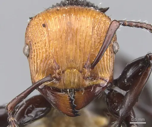 Podomyrma pulchella specimen CASENT0902005 image casent0902005_2