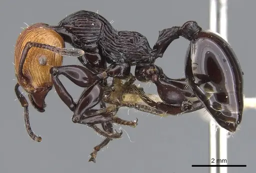 Podomyrma pulchella specimen CASENT0902005 image casent0902005_3