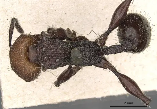 Podomyrma ruficeps specimen CASENT0901394 image casent0901394_1