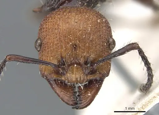 Podomyrma ruficeps specimen CASENT0902002 image casent0902002_2