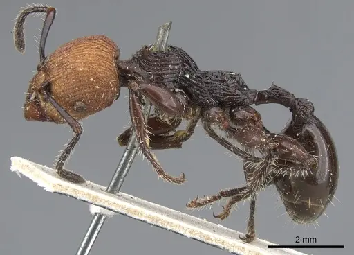 Podomyrma ruficeps specimen CASENT0902002 image casent0902002_3