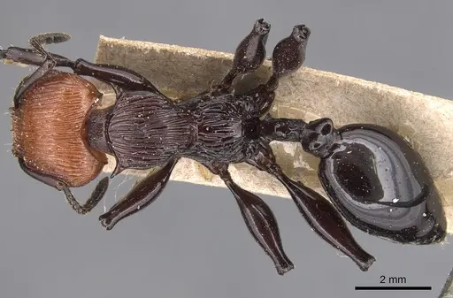 Podomyrma ruficeps specimen CASENT0904704 image casent0904704_1