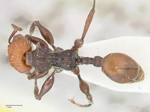 Podomyrma ruficeps specimen FOCOL2002 image focol2002_1