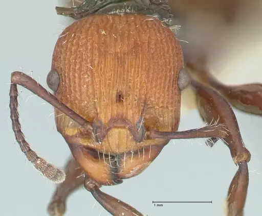 Podomyrma ruficeps specimen FOCOL2002 image focol2002_2