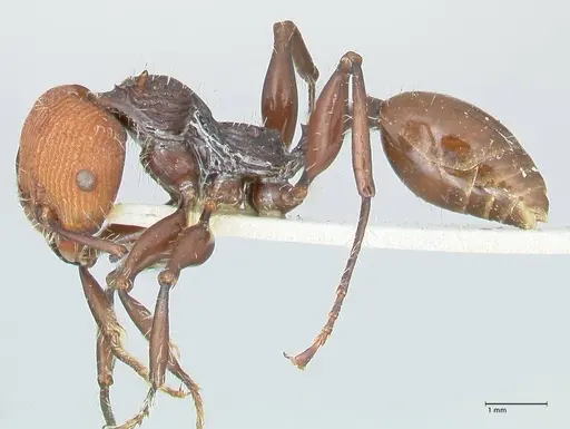 Podomyrma ruficeps specimen FOCOL2002 image focol2002_3