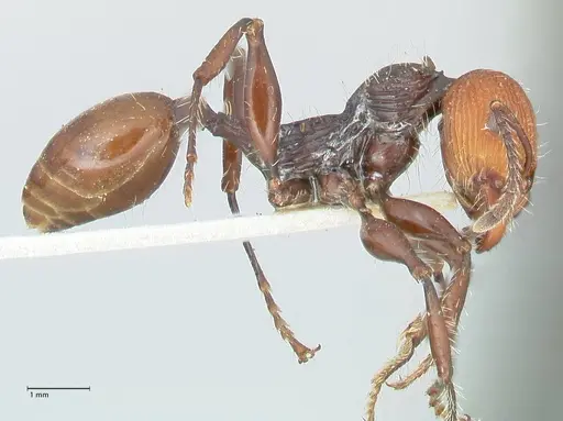 Podomyrma ruficeps specimen FOCOL2002 image focol2002_4