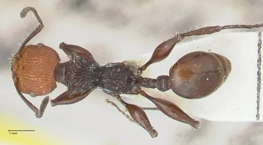 Podomyrma ruficeps specimen FOCOL2003 image focol2003_1