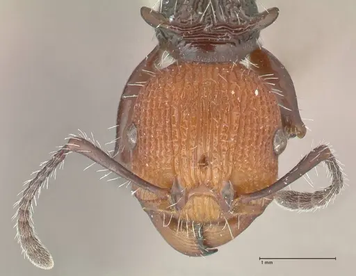 Podomyrma ruficeps specimen FOCOL2003 image focol2003_2