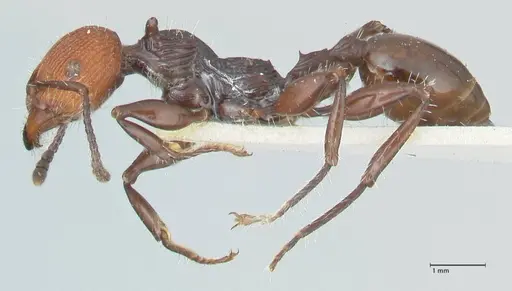 Podomyrma ruficeps specimen FOCOL2003 image focol2003_3