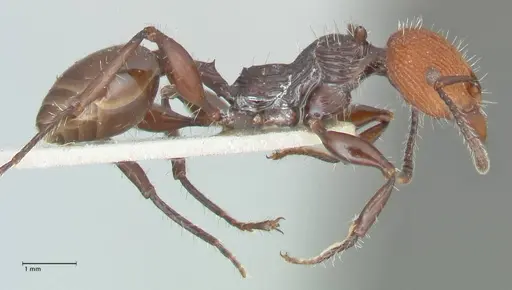 Podomyrma ruficeps specimen FOCOL2003 image focol2003_4