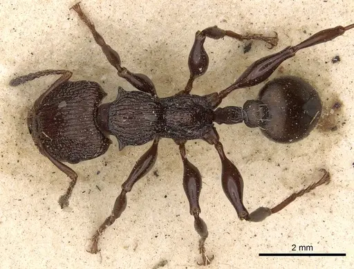 Podomyrma silvicola specimen CASENT0901392 image casent0901392_1