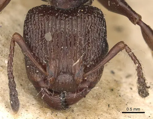 Podomyrma silvicola specimen CASENT0901392 image casent0901392_2