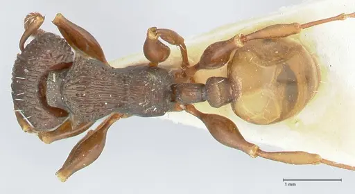 Podomyrma silvicola specimen FOCOL1964 image focol1964_1