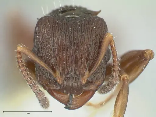 Podomyrma silvicola specimen FOCOL1964 image focol1964_2