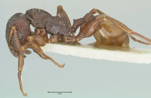 Podomyrma silvicola specimen FOCOL1964 image focol1964_3