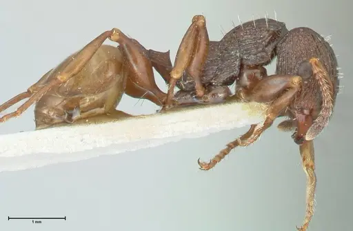 Podomyrma silvicola specimen FOCOL1964 image focol1964_4