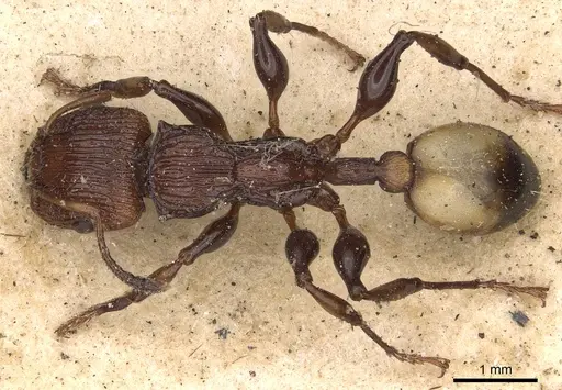 Podomyrma simillima specimen CASENT0901393 image casent0901393_1